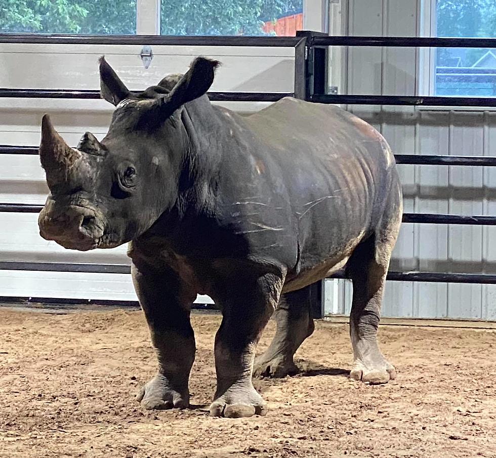 New Rhinoceros Added to The Wild Drive-Thru Safari in Chittenango