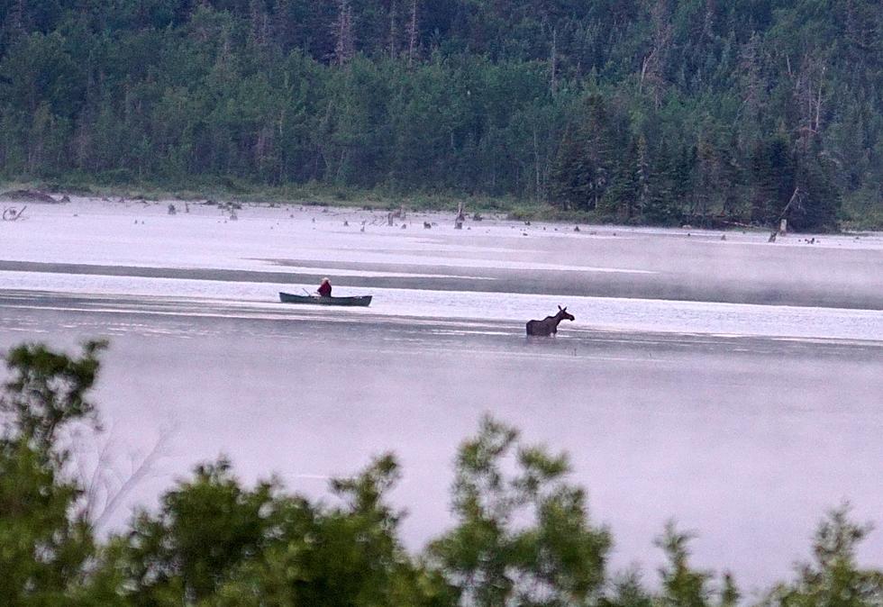 Camper Captures Magical Moment When a Moose Swims By Adirondack Fisherman