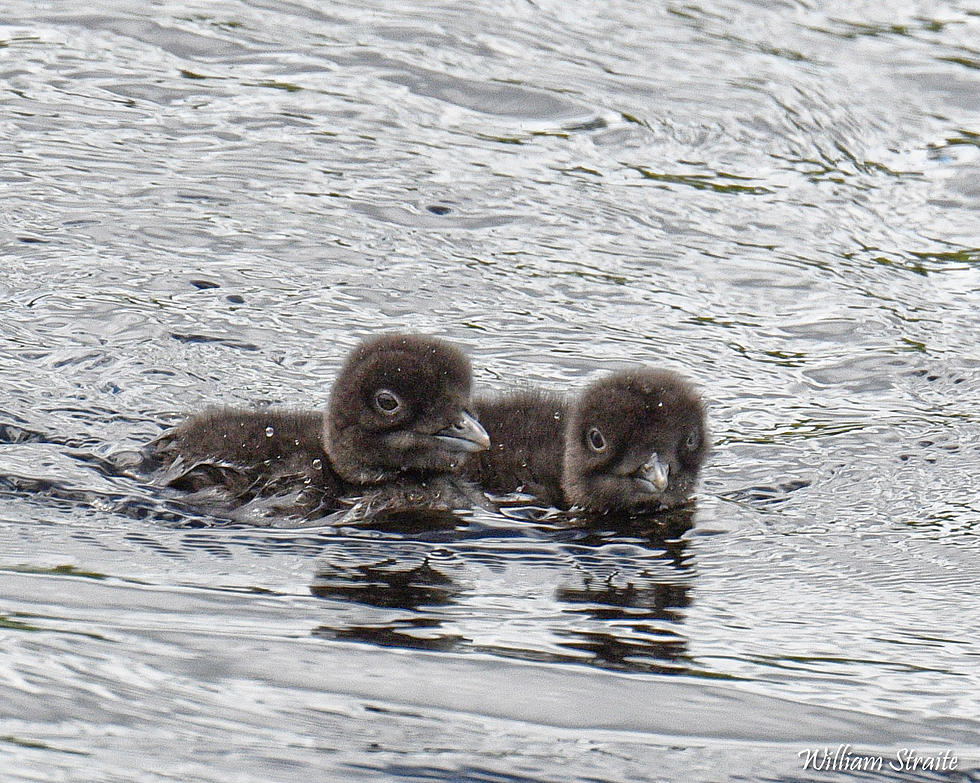Adorable Photos of Two Baby Loons on Raquette Lake