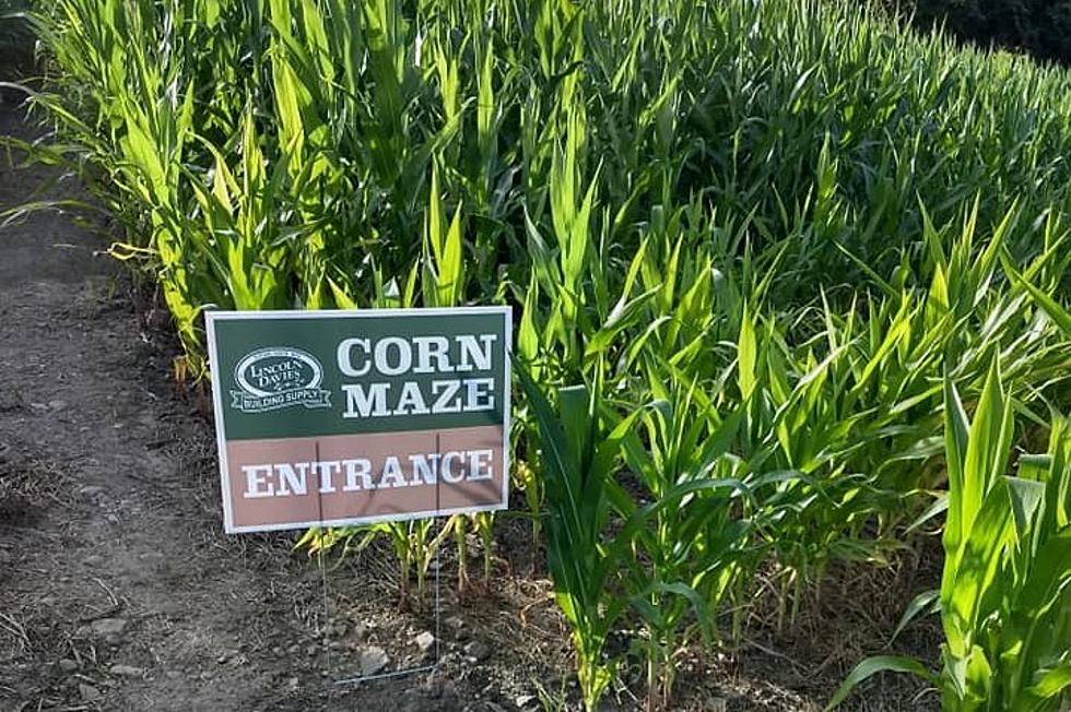 Walk Through A-Maze-Ing Corn Maze Designed by Sauquoit 8th Grader
