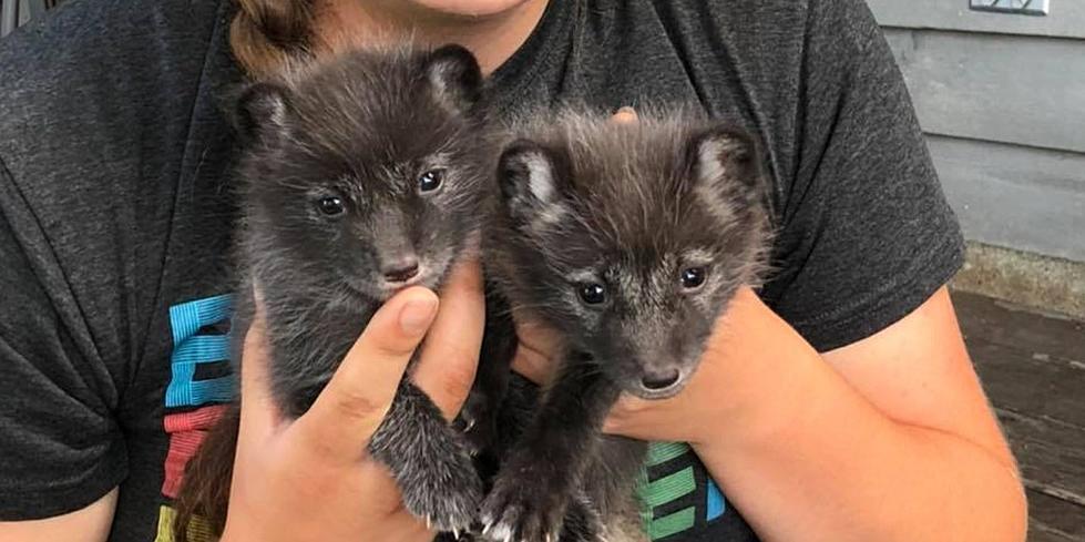 LOOK: Arctic Fox Kits Join Wolf Mountain Nature Center In Smyrna
