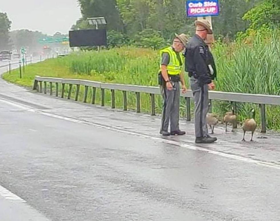 Canadian Geese Caught Jaywalking, New York State Police Intervene To Clear the Roads For Safety