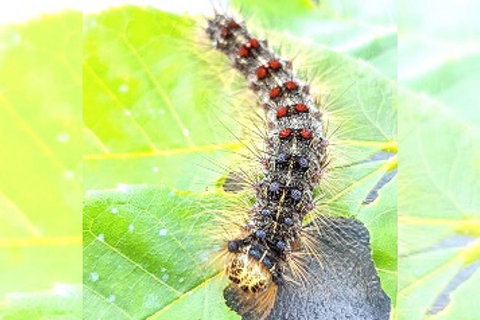 Caterpillar Outbreak That Cause Rashes & Breathing Problems in NY