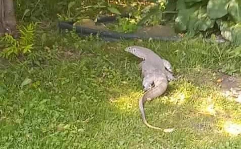 Leaping Lizards! Africa's Longest Lizard is On the Loose in NY