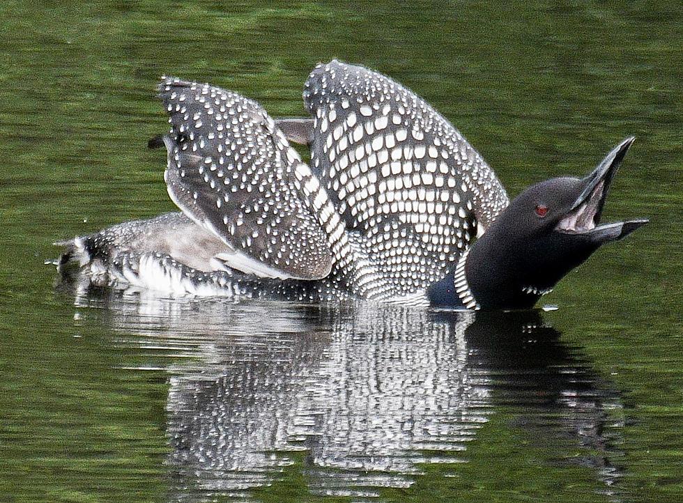 Stunning Pics as Photographer Captures His Loon After Four Days and More Than a Thousand Miles