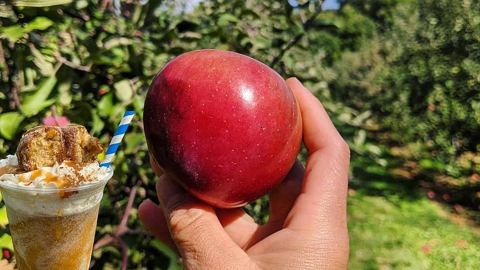 Apples, Cider and Donuts, Oh My! 8 CNY Apple Orchards to Enjoy Fall
