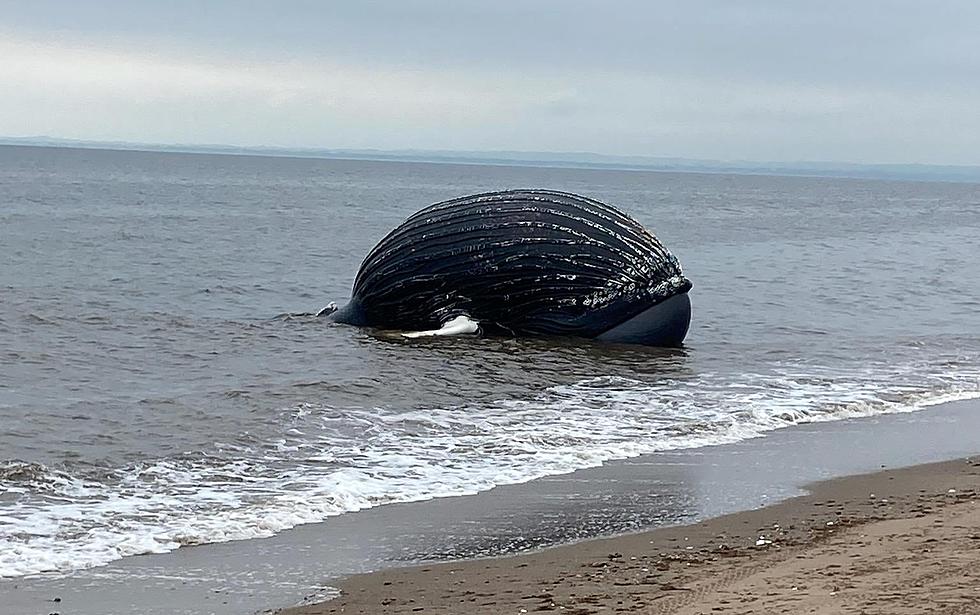What Killed a 50 Foot Humpback Whale That Washed Onto New York Beach
