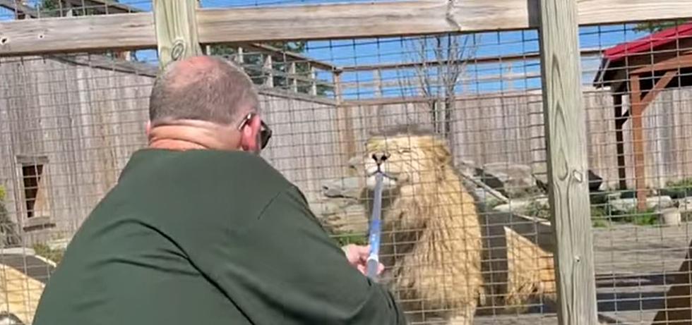 Ever Wanted to Feed Lions? NY Animal Park Has Your Once in a Lifetime Chance