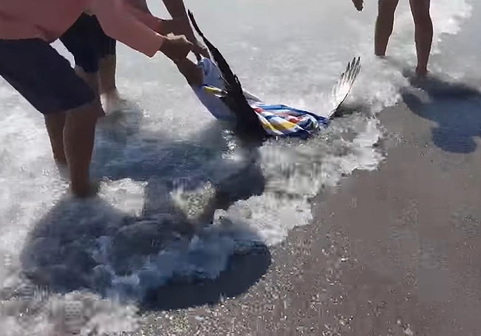 WATCH: Tad & Polly Help Save an Osprey Stuck in Fishing Line
