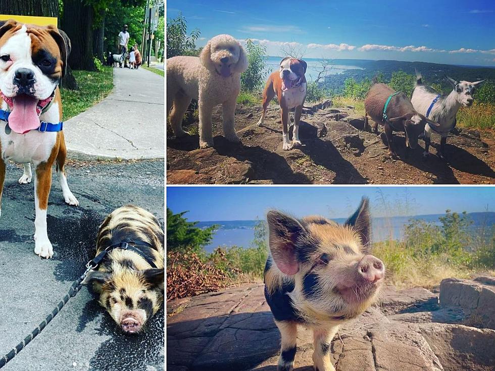 A Real Life Charlotte&#8217;s Web Is In New York State With This Pig Leading The Pack