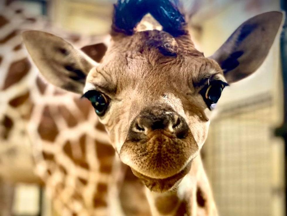 First Baby Giraffe Born in Central New York at The Wild Animal Park