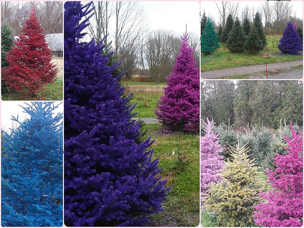 10 Places in CNY With Cut Your Own, Pre-Cut & Even Colored Trees