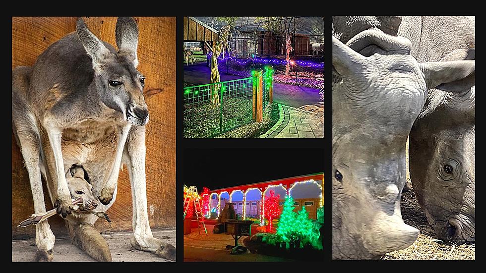 Babies, Lights & 2 New Rhinos, Christmas Comes Early to The Wild Animal Park