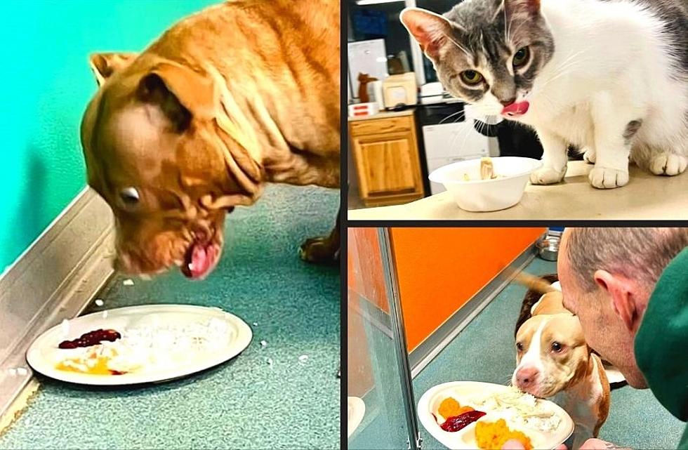 Humane Society Pets Thankful For Utica Couple's Thanksgiving Meal