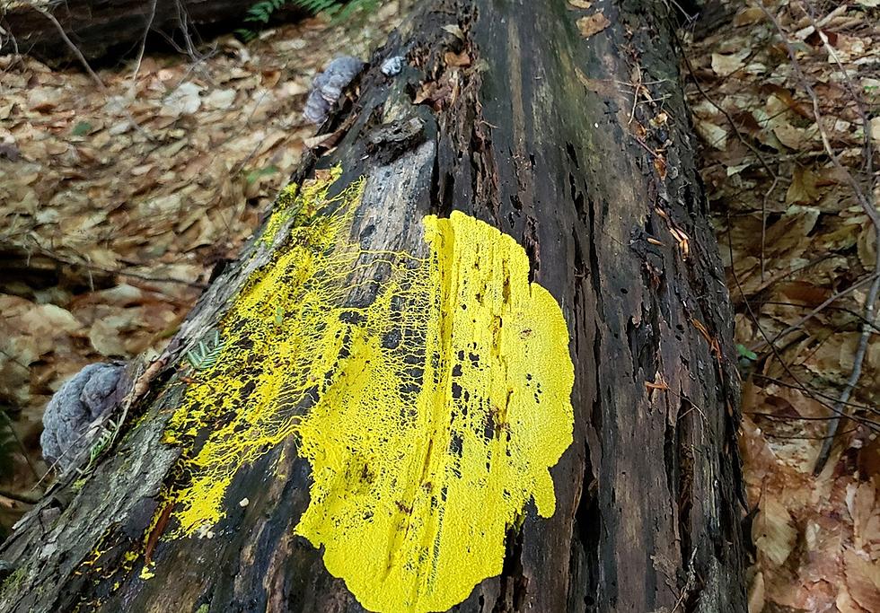 International Super Slime Found In At Least 1 Central NY Forest