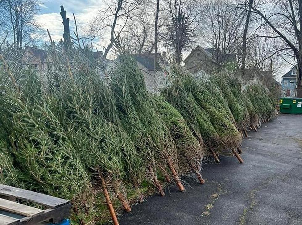 Don't Have a Christmas Trees Yet? Get a Free One in Utica & Rome 
