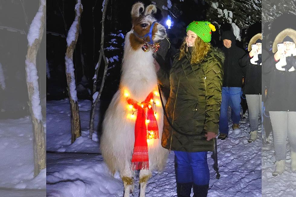 Take Lighted Llama Walk Through Adirondack Mountains 