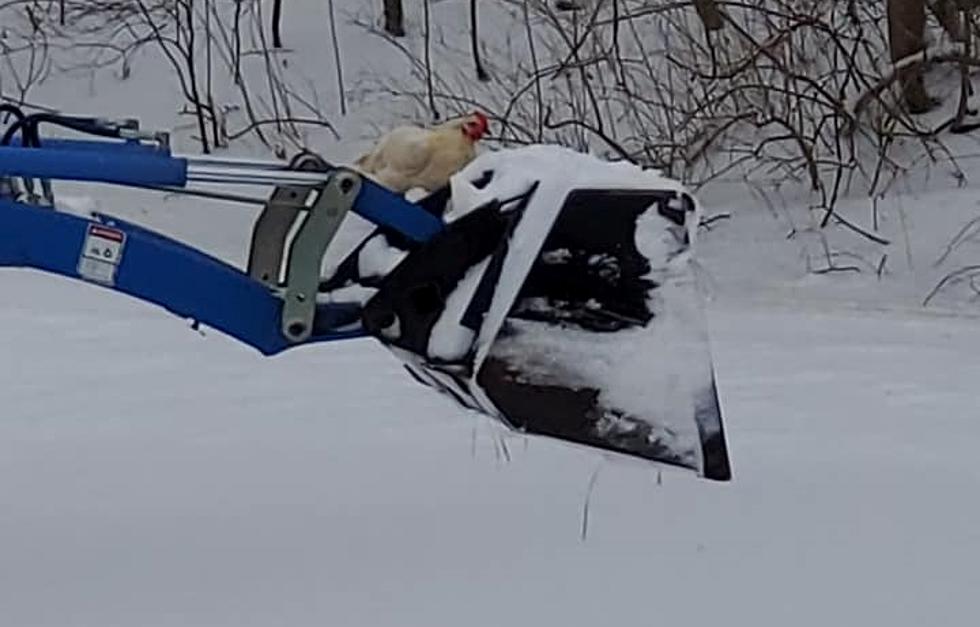 Why Did the Chicken Plow the Road? Watch it Happen in CNY 