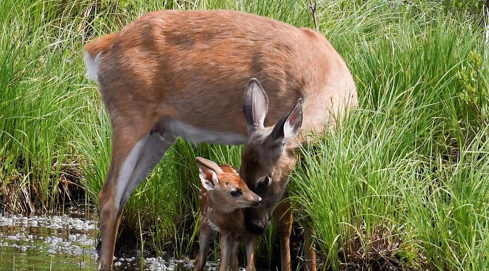 Amazing Photos of  2 Day Old Fawn Experiencing Life for 1st Time
