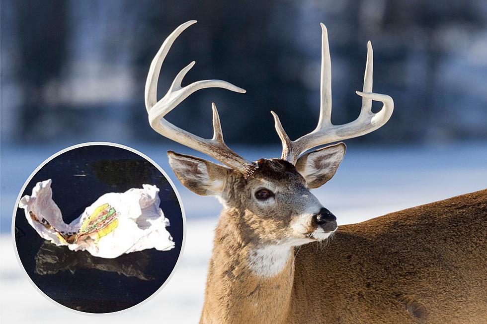 How A Littered Sandwich Bag Got Deer-Jackers Caught In NY