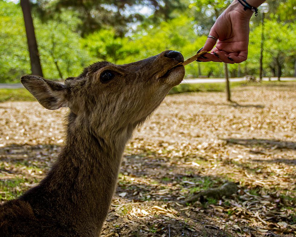 The Fine Is How Much To Feed A Deer In Upstate New York?