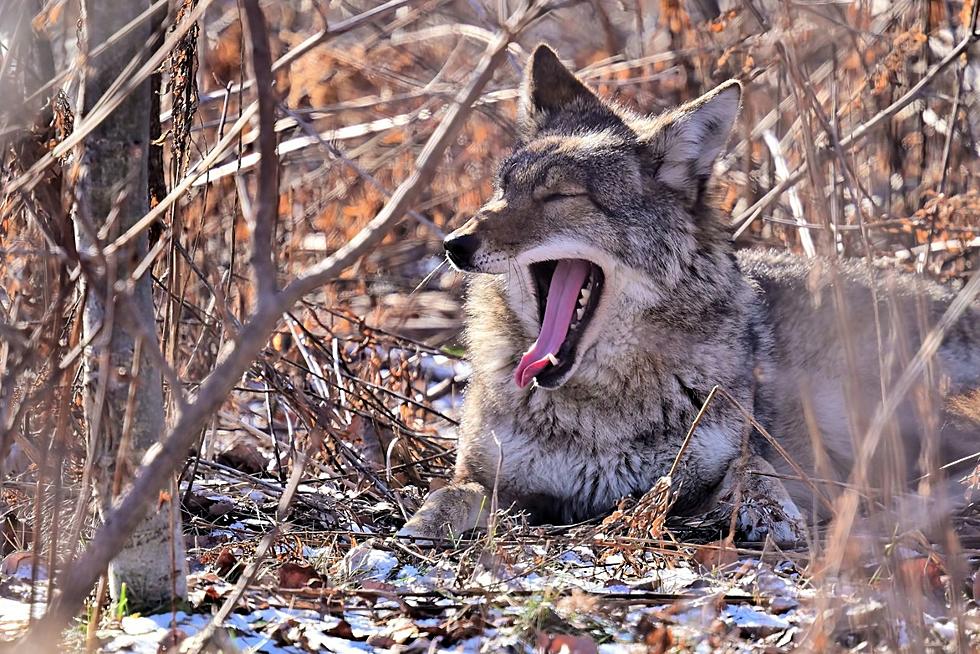 Are Coyotes Dangerous? The Truth Behind NY&#8217;s Most Misunderstood Animal