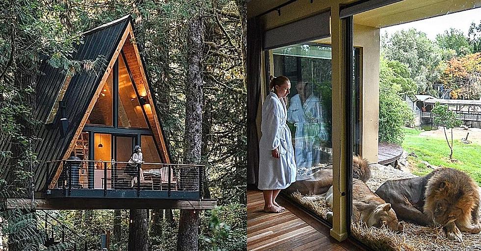 Luxury Treehouse &#038; Bungalow Camping Among Wild Animals Coming To CNY