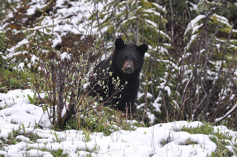 Hunters Take Fewer Bears In 2021; DEC Says It's No Concern