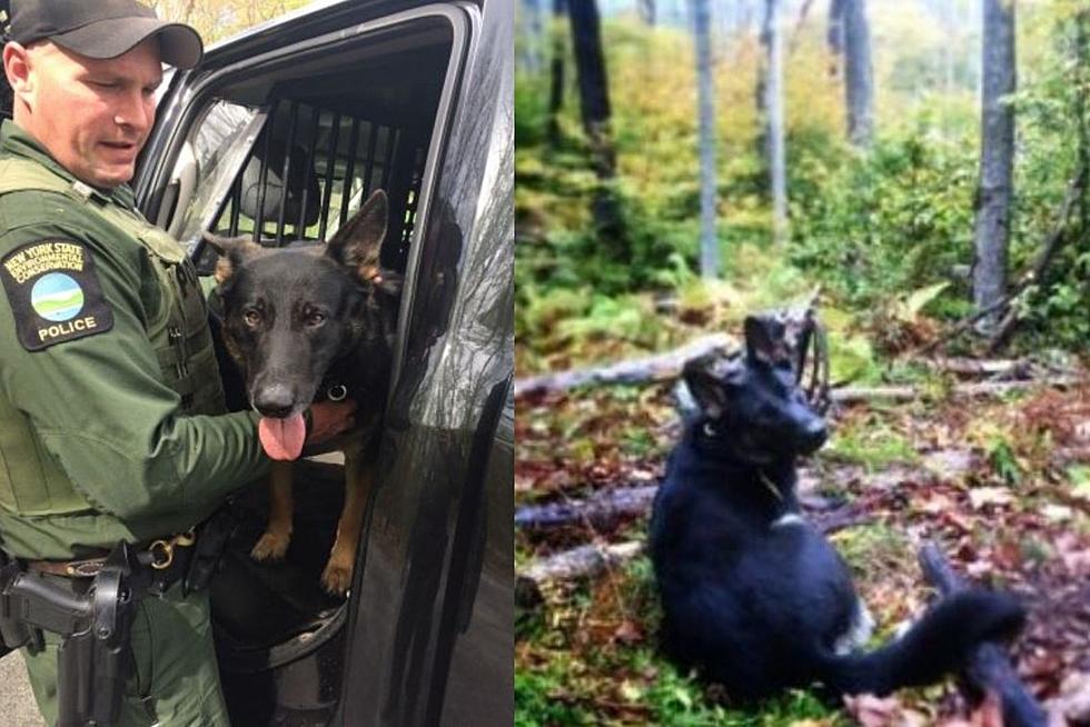 New York State DEC Mourning The Loss Of A Retired K9 Officer