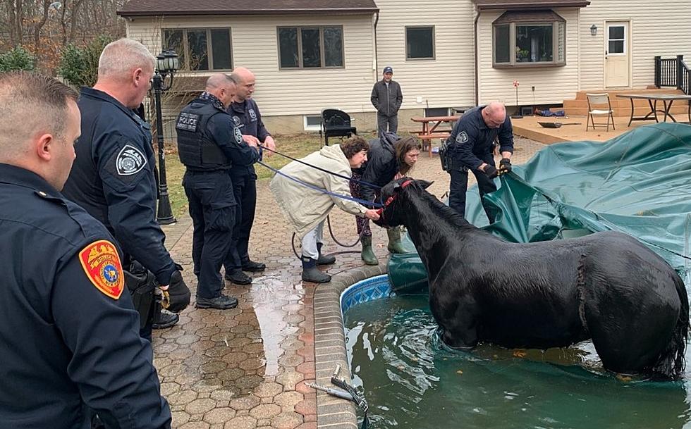 Enough Horseplay! NY First Responders Help Rescue Horse Stuck In A Pool