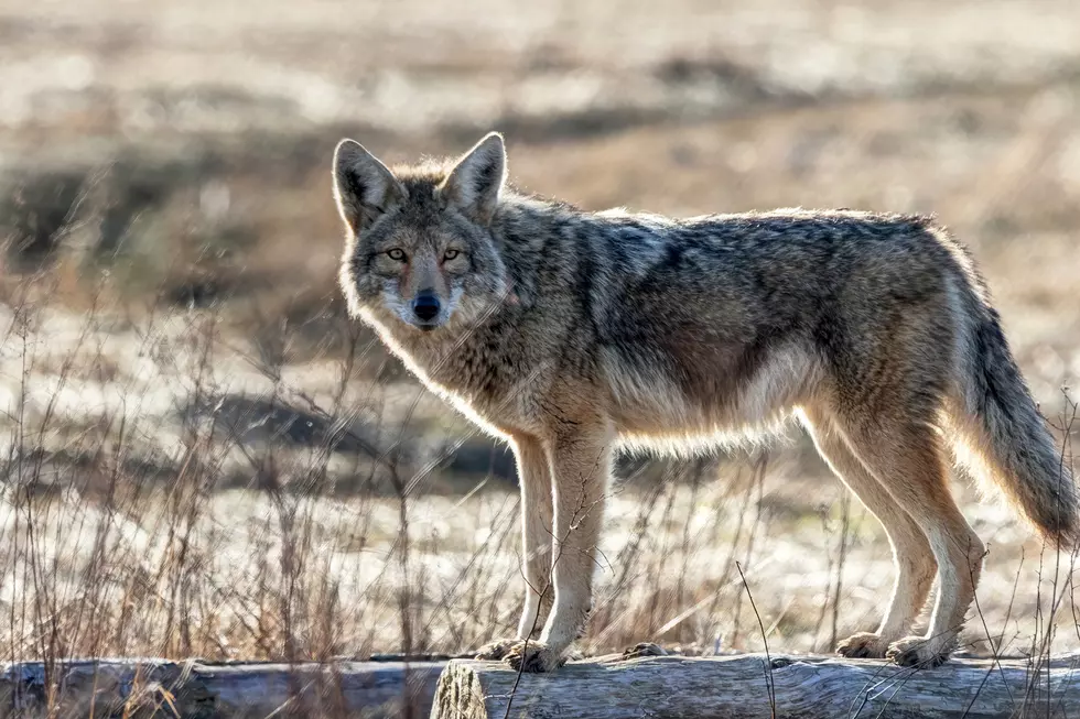 Don't Be Alarmed if You See Coyote in Camden