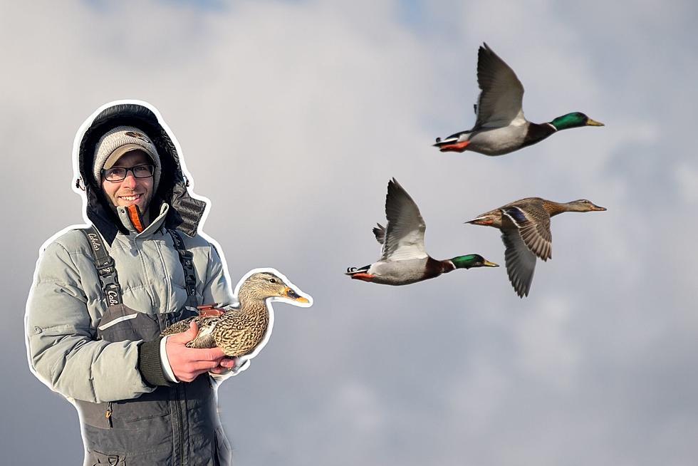 Save The Ducks! Researchers Now Using GPS Trackers To Spy On Mallards