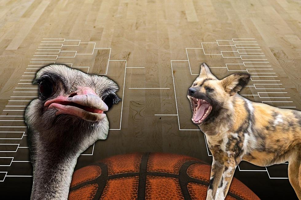 Join The March Madness Fun With The Utica Zoo’s Bracket Challenge