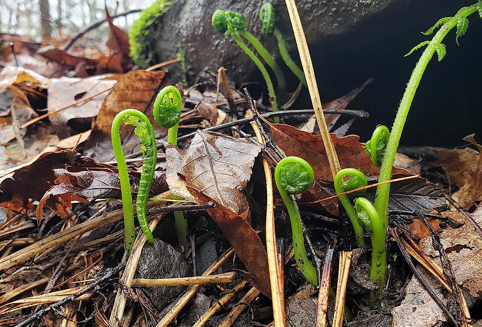 Magical 300 Year Old Sign of Spring Sprouting in New York Forests