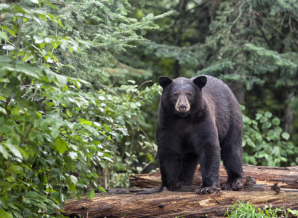 Close Encounter of the Bear Kind! Hiker's Terrifying Run-In in NY