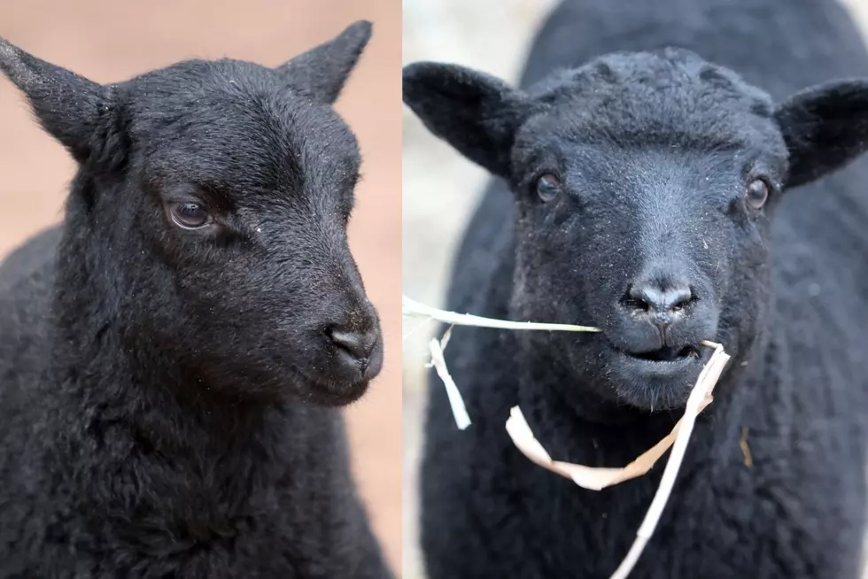 Feeling Sheep-ish? Help Name The New Lambs Coming To This CNY Zoo
