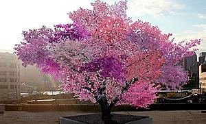 Tree of 40 Fruit Looks Like Something From Dr Seuss But It's Real