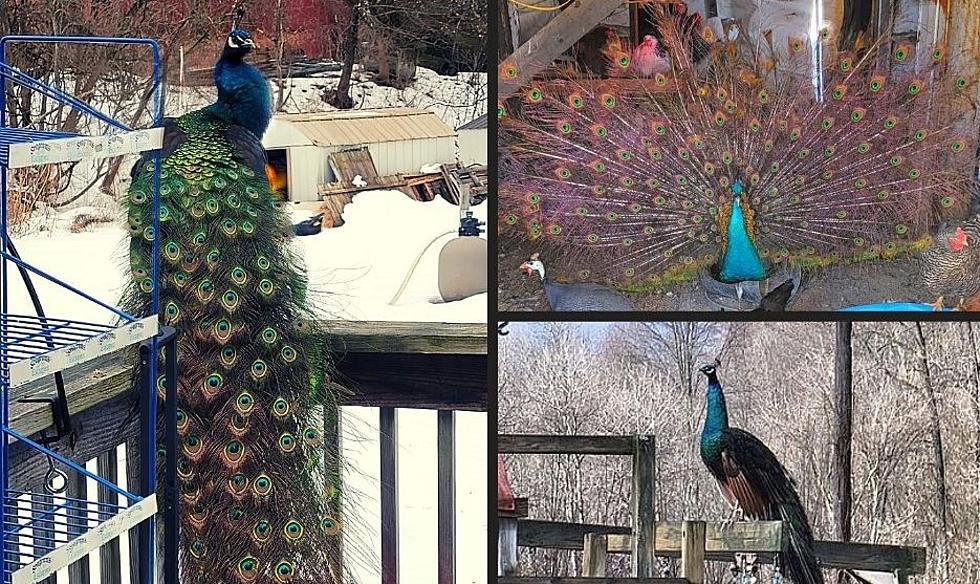 Kevin the Peacock Comes Home After Being Missing For 2 Weeks