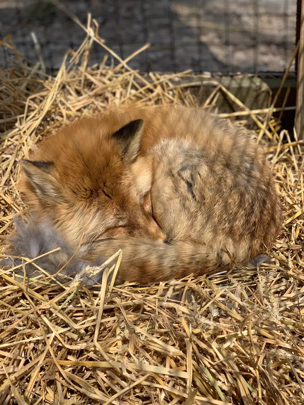 Utica Zoo Welcomes Newest Fuzzy Friend With Their Own Habitat