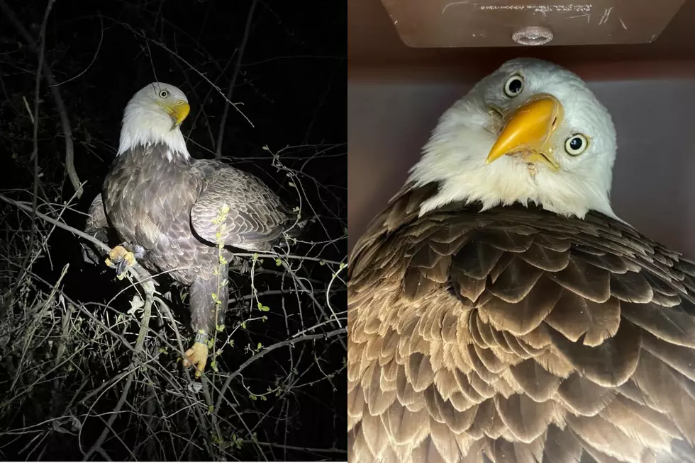 How Sad; Doctors Euthanize Bald Eagle With Bird Flu In Upstate NY