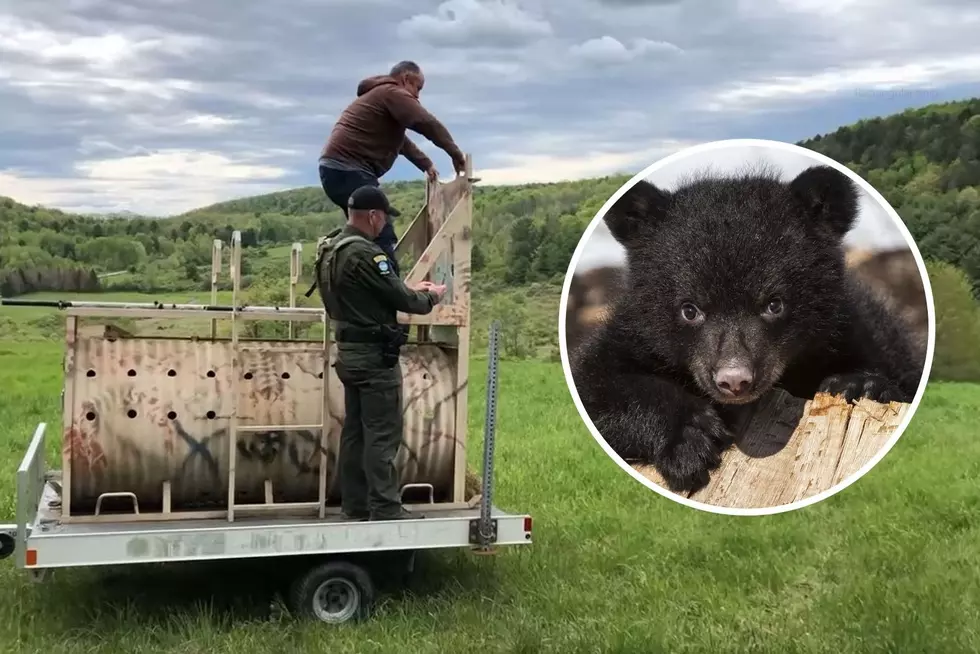 Watch! Cute Bear Sprints Back Into The Wild After A Year Of Rehab