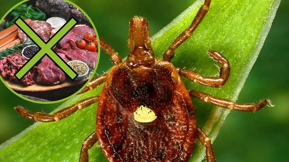 Dangerous Tick Typically in the South Spreading Into New York