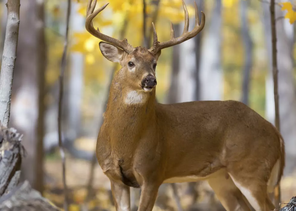 Numbers Down Big Time For NYS Hunters This Season