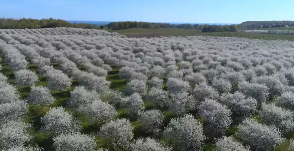 Tour This Breathtaking Cherry Blossom Field In Upstate New York