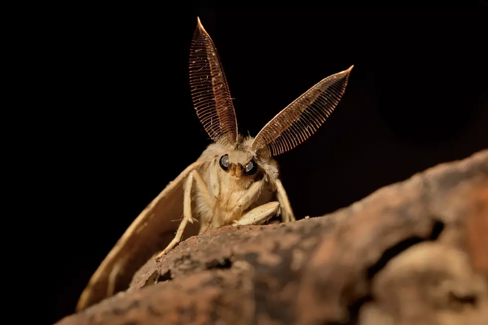 Spongy Moth Problem? Here Are Their Natural Killers In New York