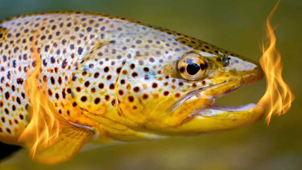 You Think You’re Hot, Try Being a Fish! NY Anglers Asked to Avoid Some Spots