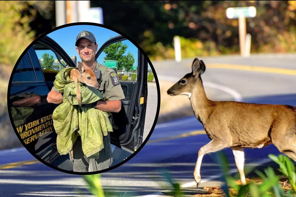 New York Officer Rescues Baby Deer After Mother Tragically Dies