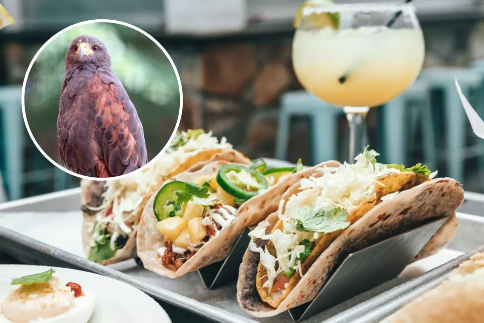 It's A Fiesta! Enjoy Tacos And Tequila At This Central NY Zoo