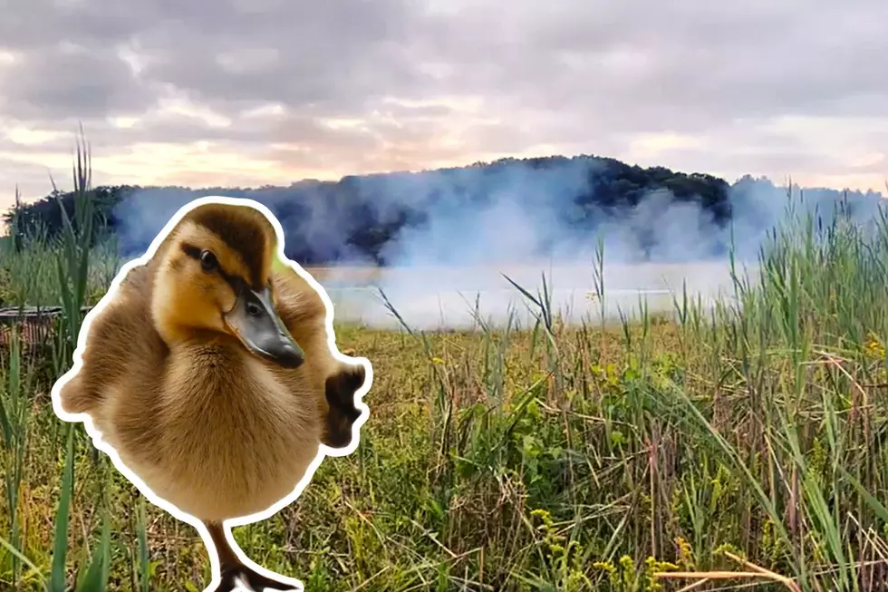 Is That A Duck Cannon? DEC Uses Rockets To Capture Birds [VIDEO]