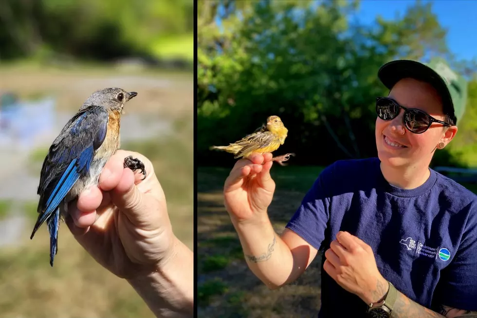 Imagine Getting Paid To Watch These Cute Little Birds In NYS?